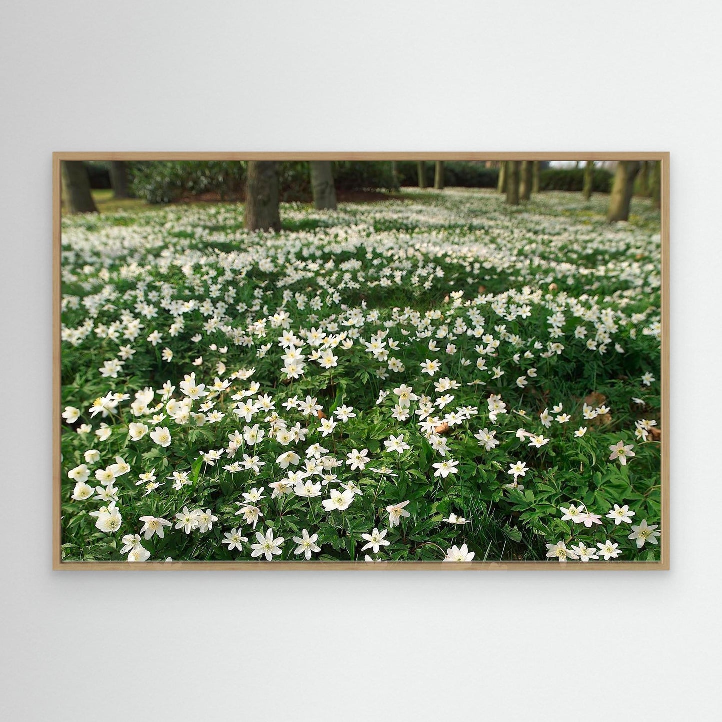 Windflower II
