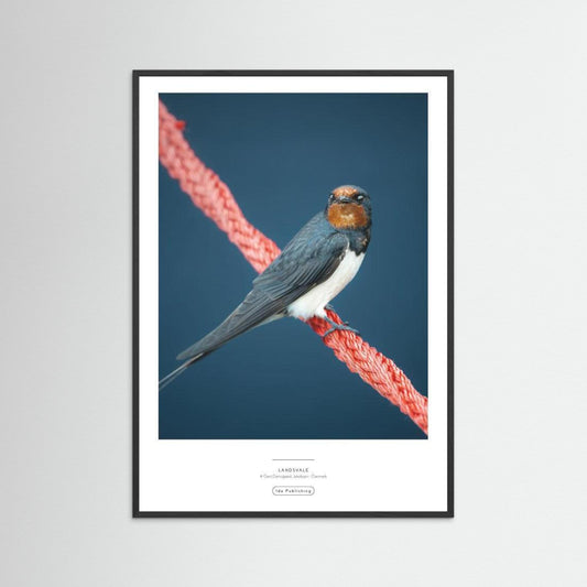 Landsvale⎜Fine Paper Print