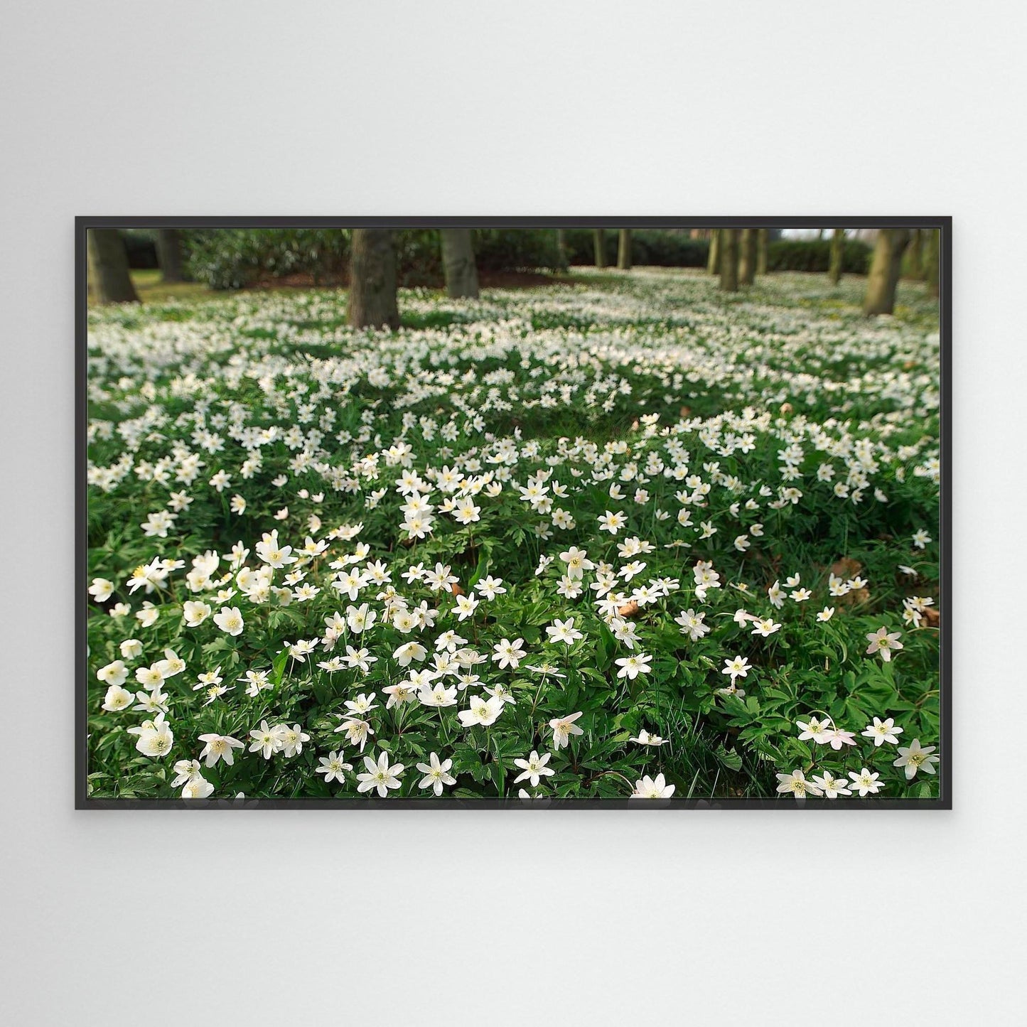 Windflower II