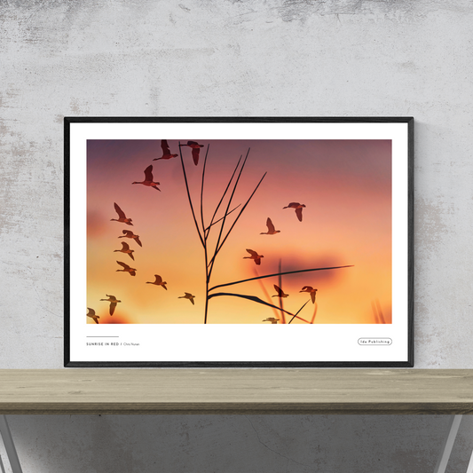 Sunrise in Red⎜Plakat