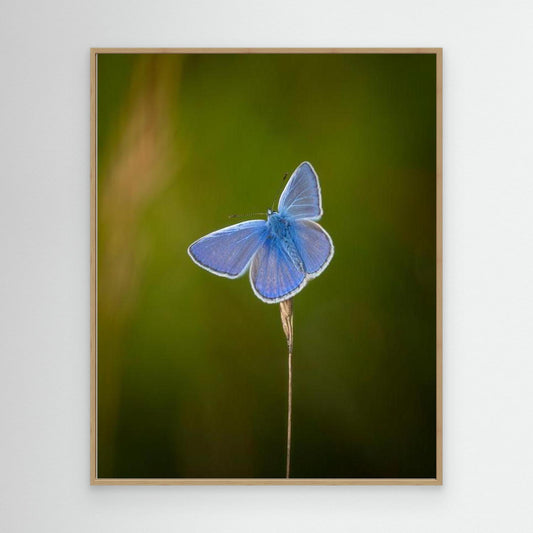 Blå sommerfugl⎜Canvas