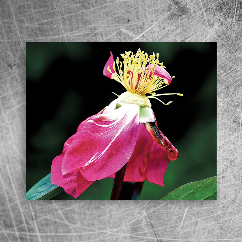 After the storm ⎜Canvas print