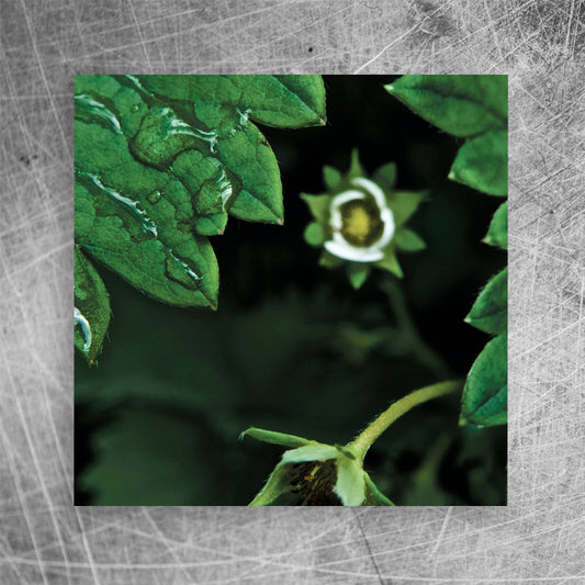 Jordbærblomst⎜Lærredsprint