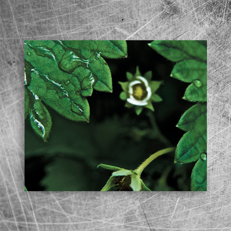 Strawberry flower⎜Canvas print