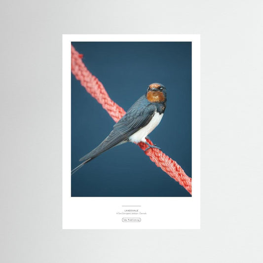 Landsvale⎜Fine Paper Print