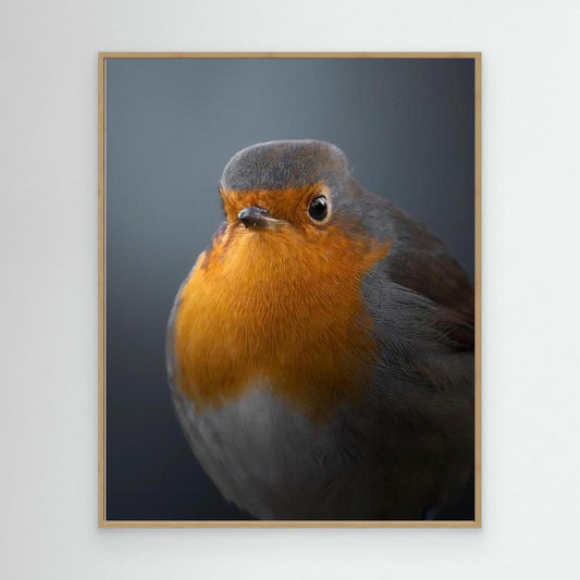 Rødhals⎜Canvas