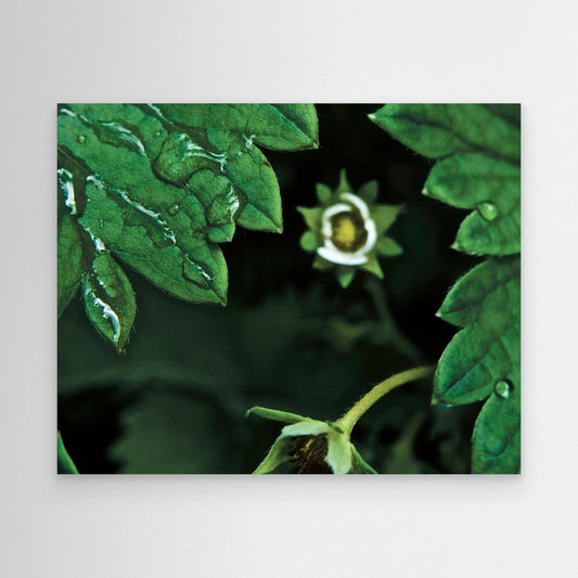 Jordbærblomst