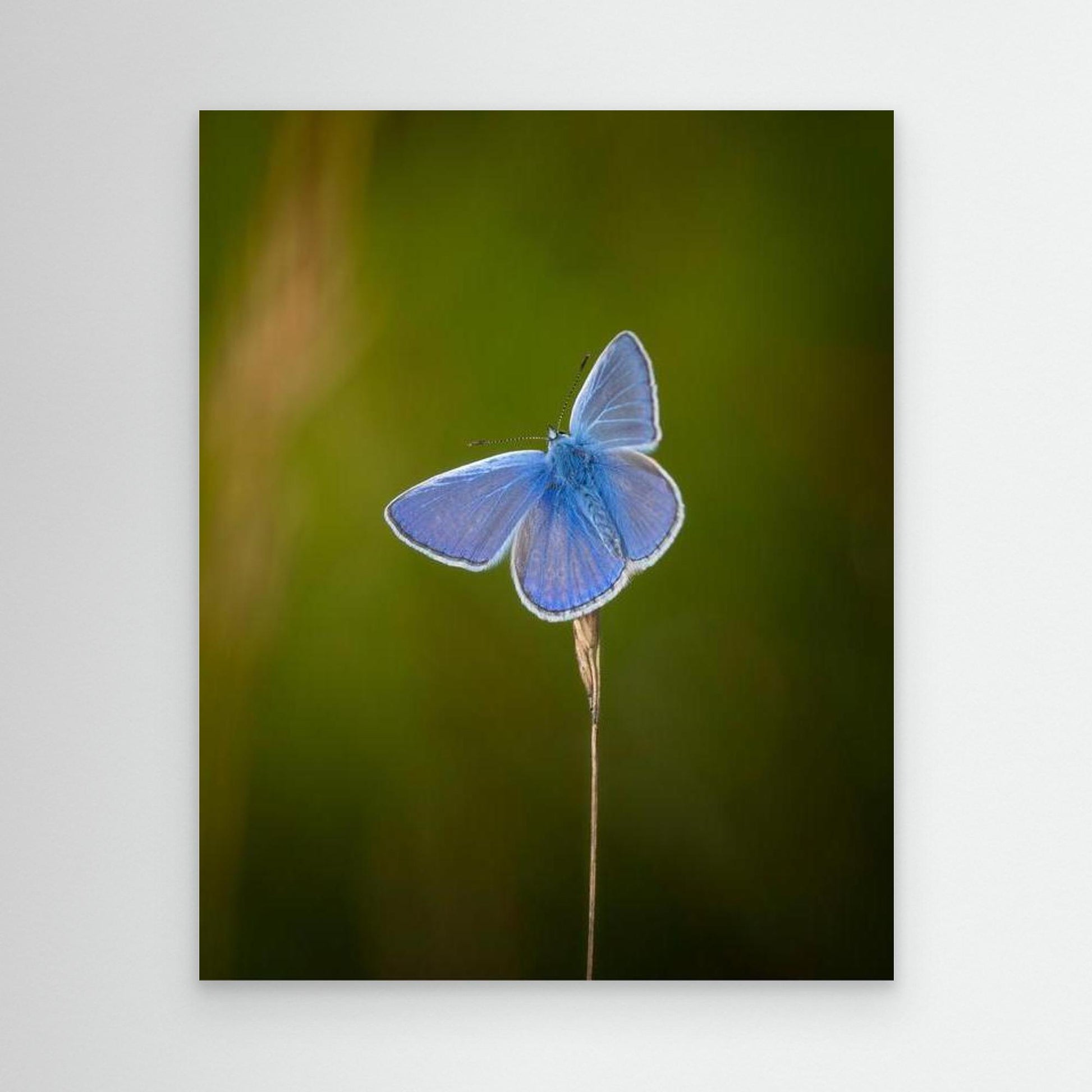 Blå sommerfugl⎜Canvas
