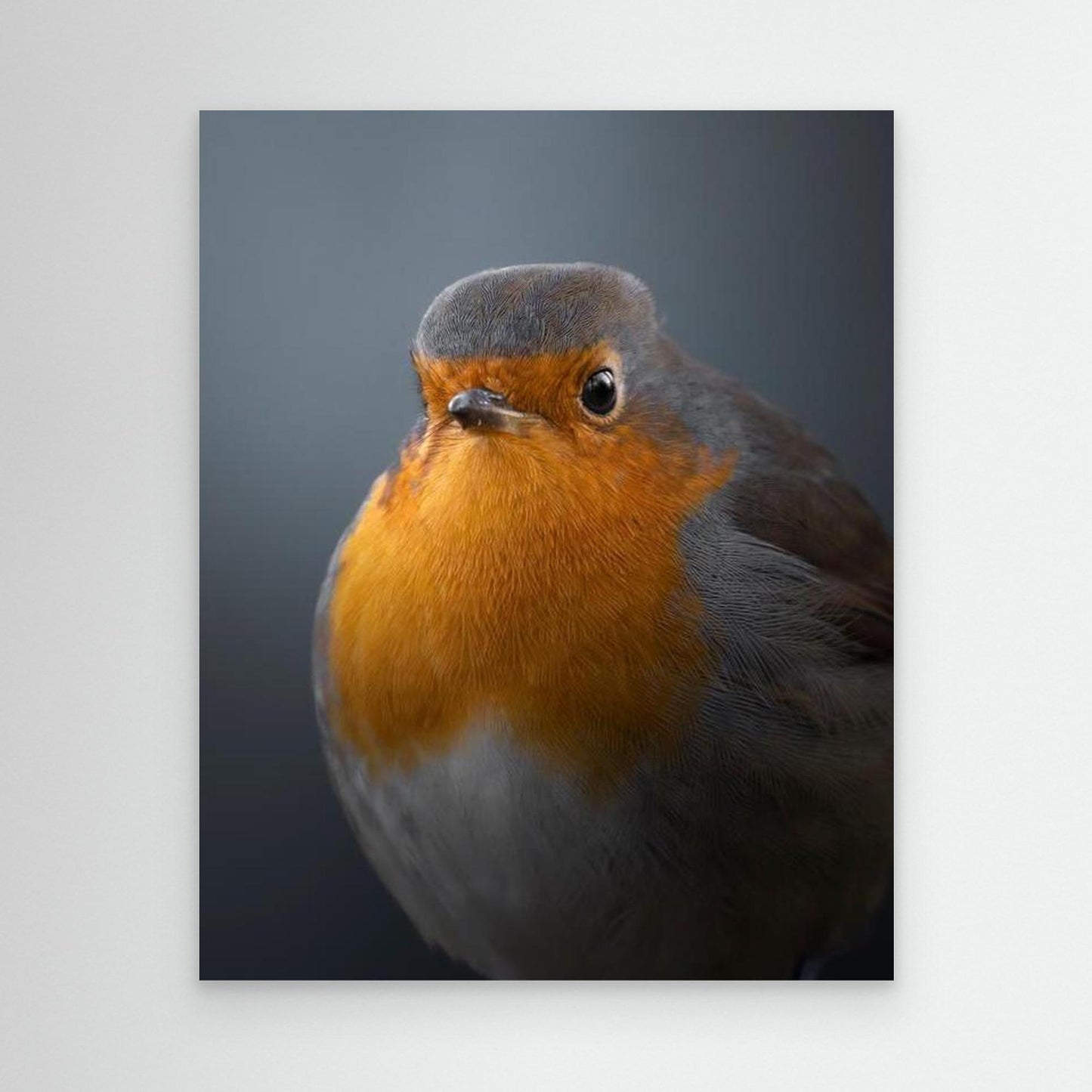 Rødhals⎜Canvas