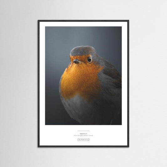 Rødhals⎜Fine Paper Print