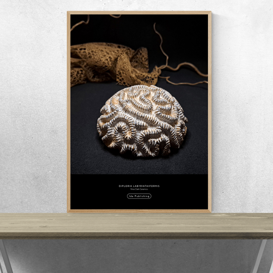 Diploria Labyrinthiformis⎜Poster