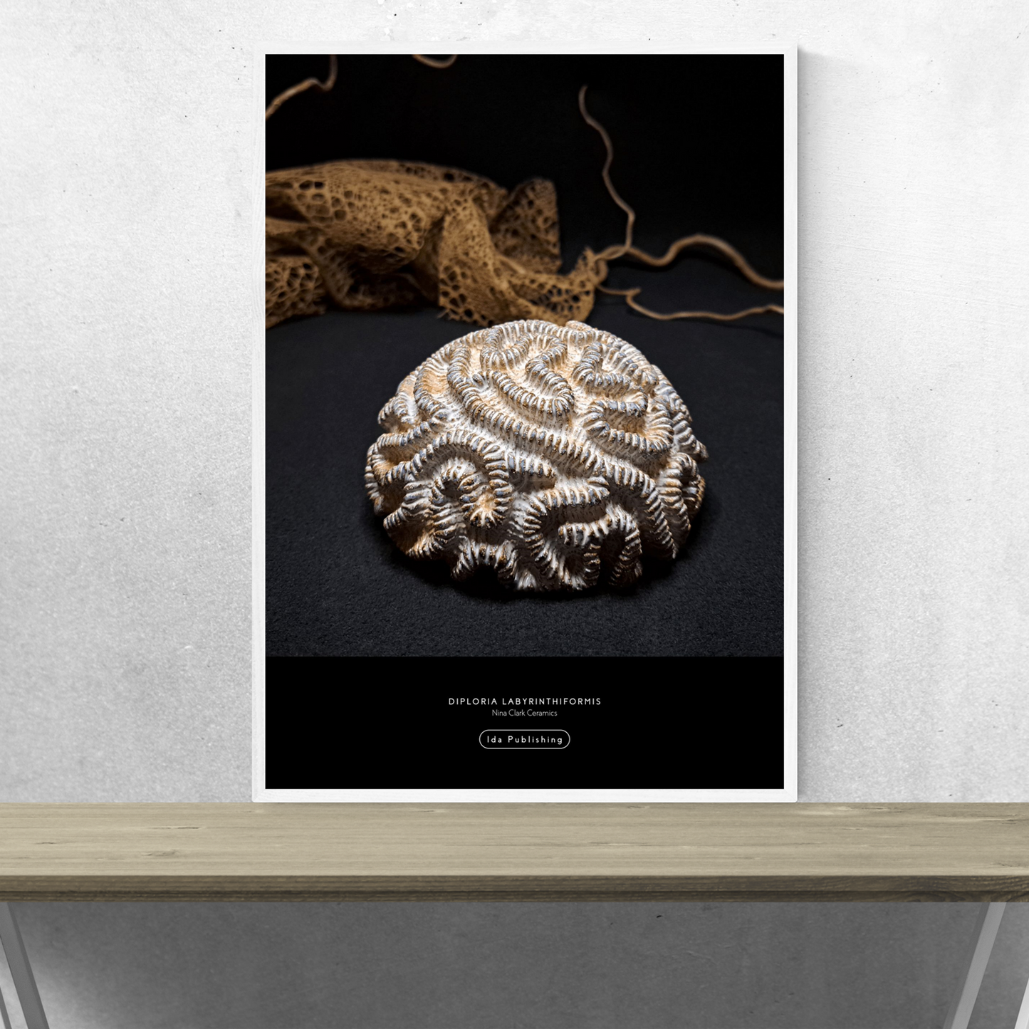 Diploria Labyrinthiformis⎜Poster