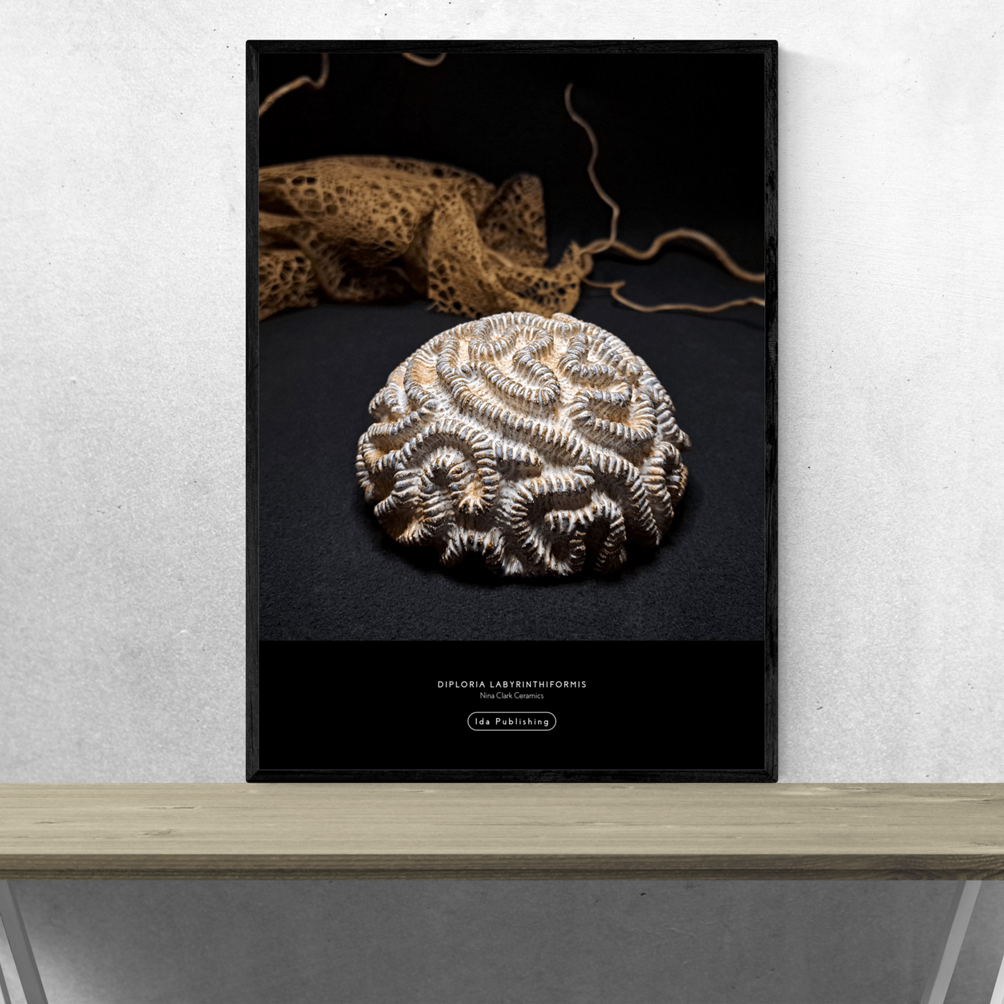 Diploria Labyrinthiformis⎜Poster