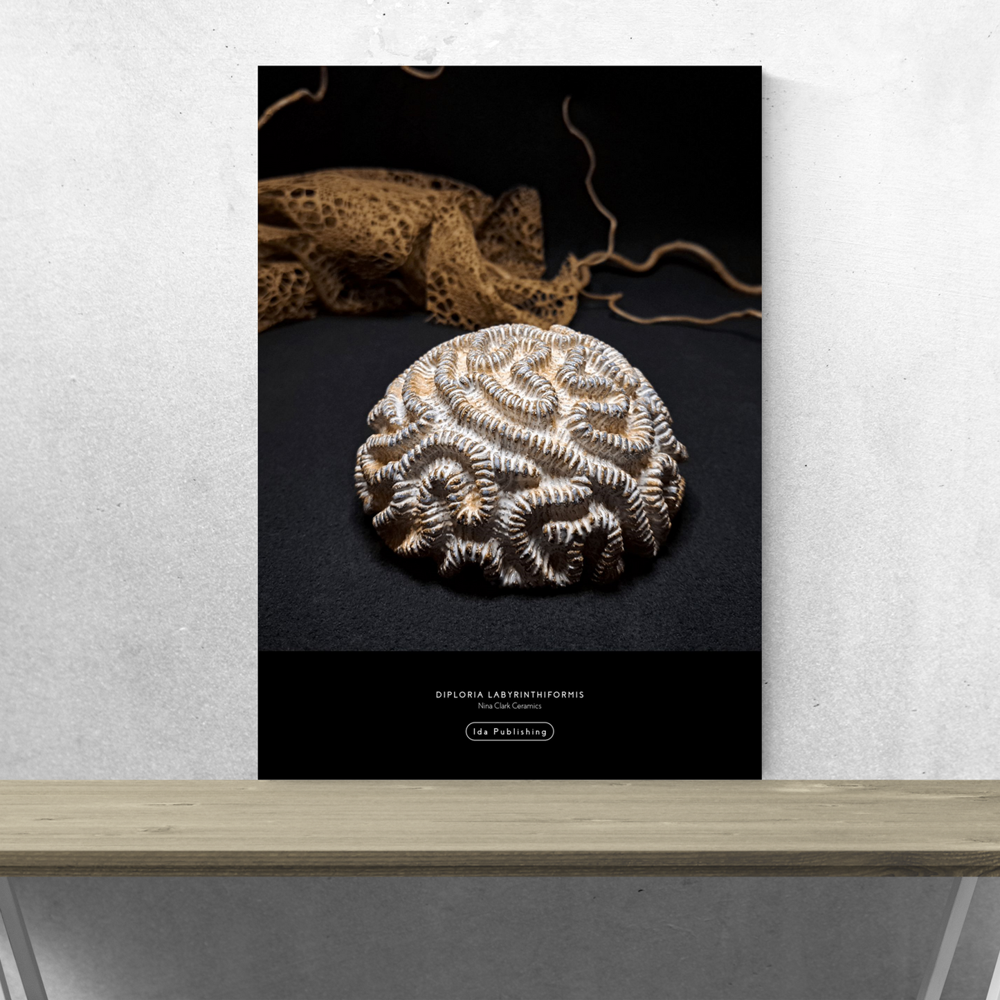 Diploria Labyrinthiformis⎜Poster