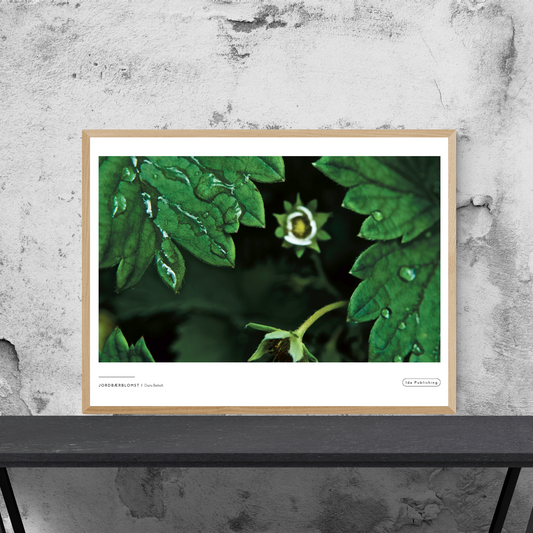 Jordbærblomst⎜Plakat