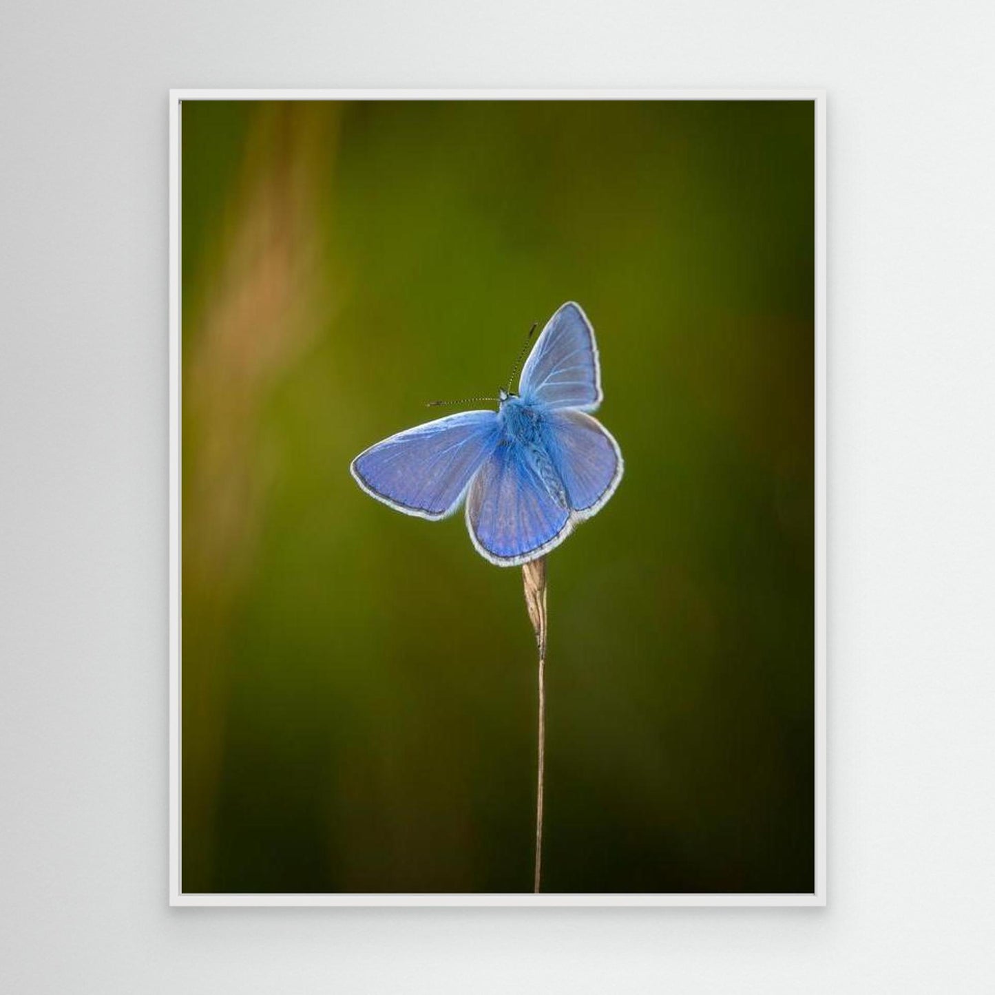 Blå sommerfugl⎜Canvas