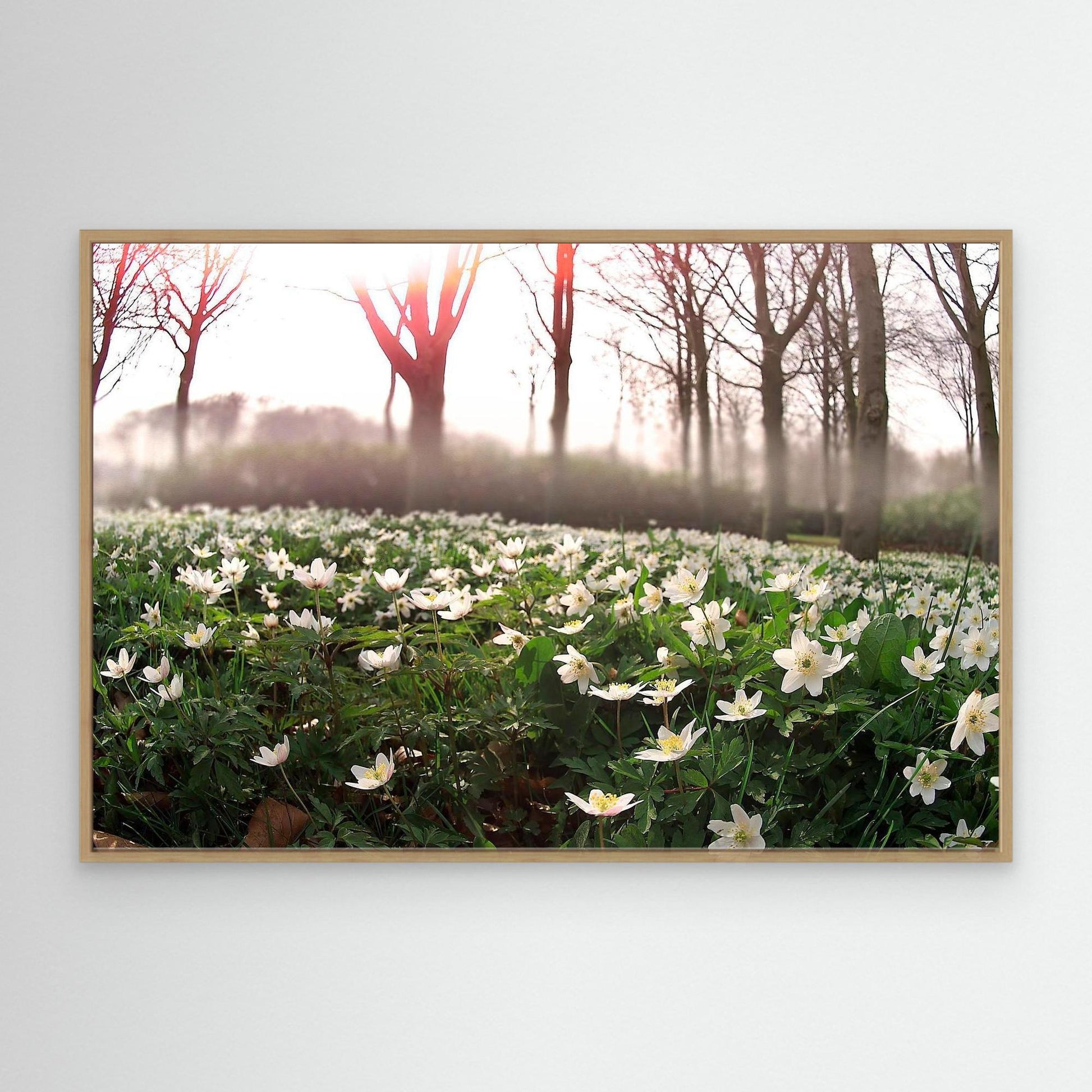 Windflower I