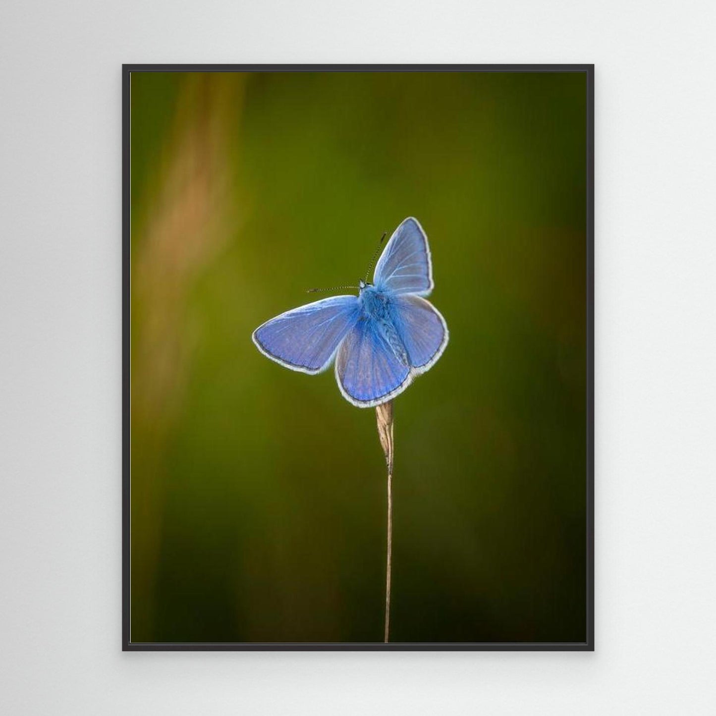 Blå sommerfugl⎜Canvas