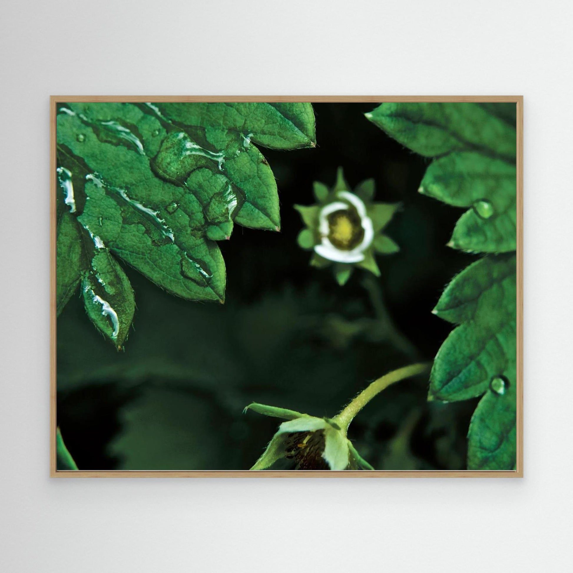 Jordbærblomst
