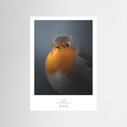 Rødhals⎜Fine Paper Print