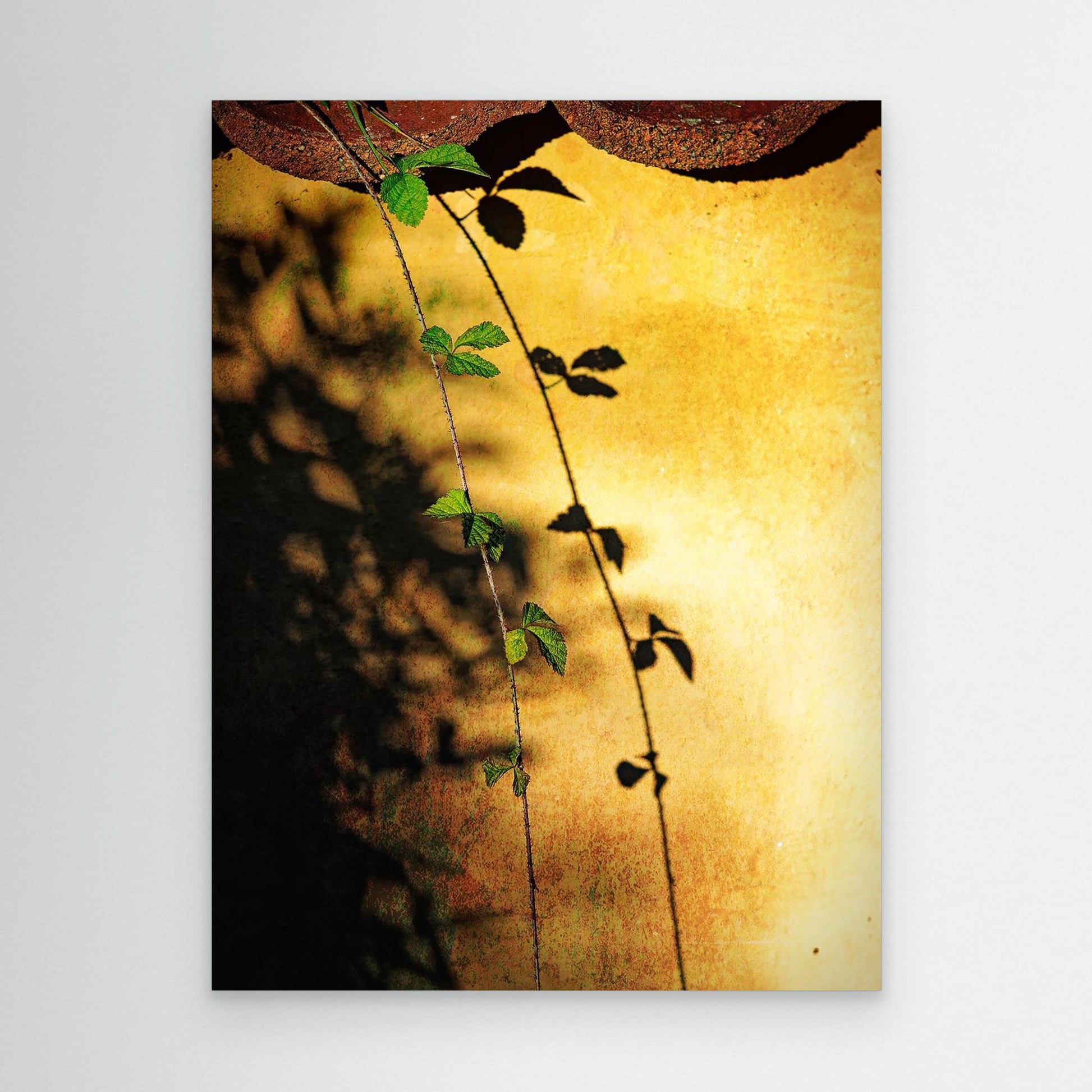 Afternoon Shadows