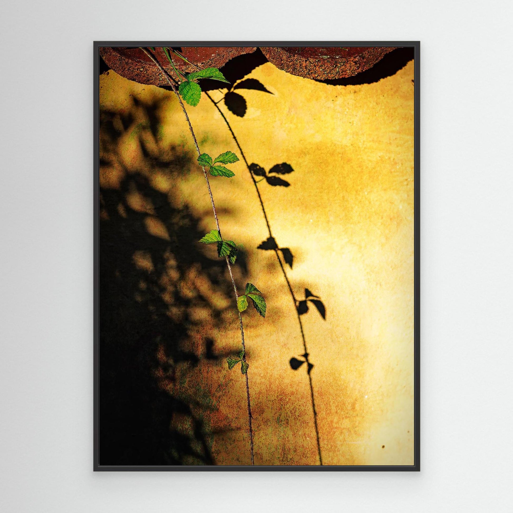 Afternoon Shadows