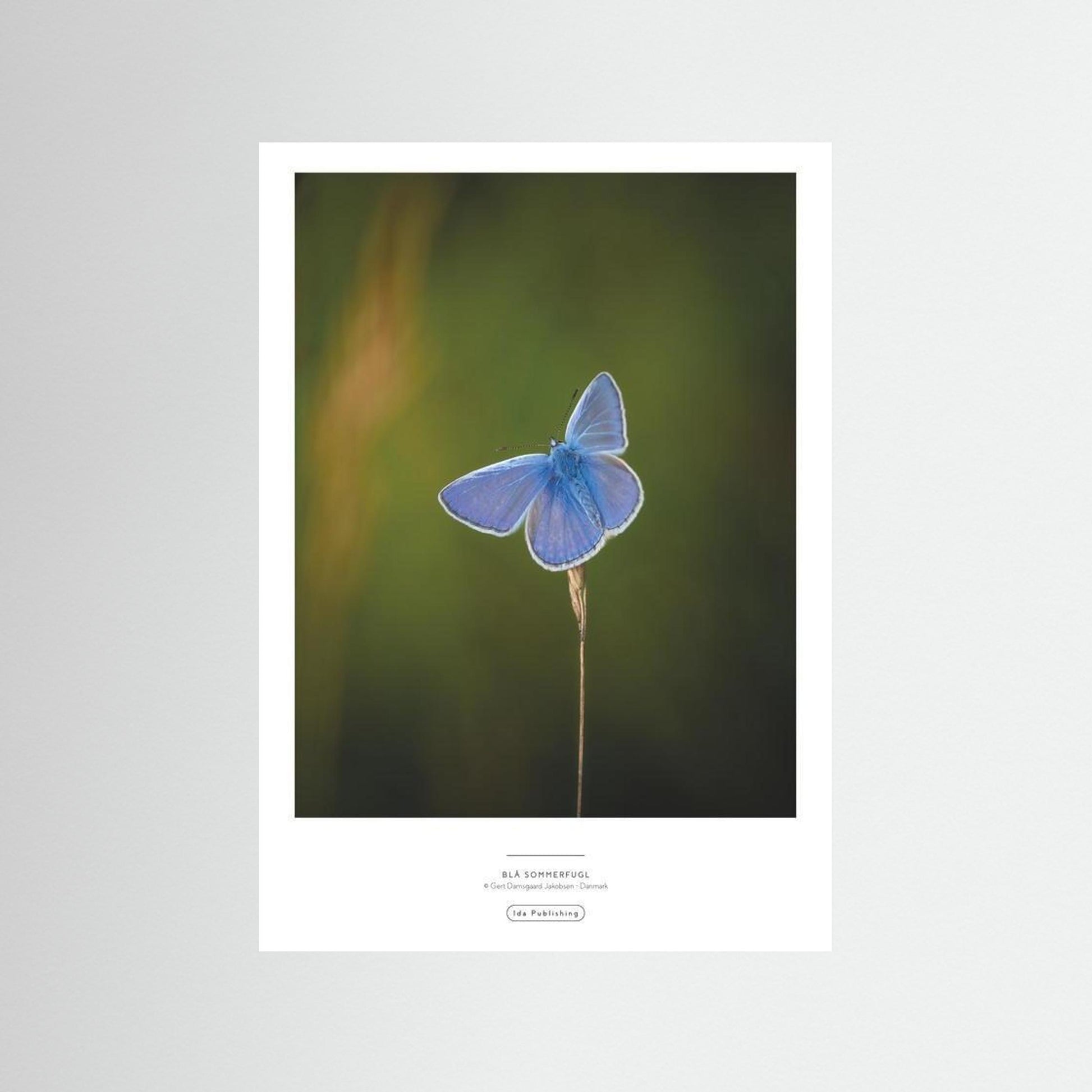 Blå sommerfugl⎜Fine Art Paperprint