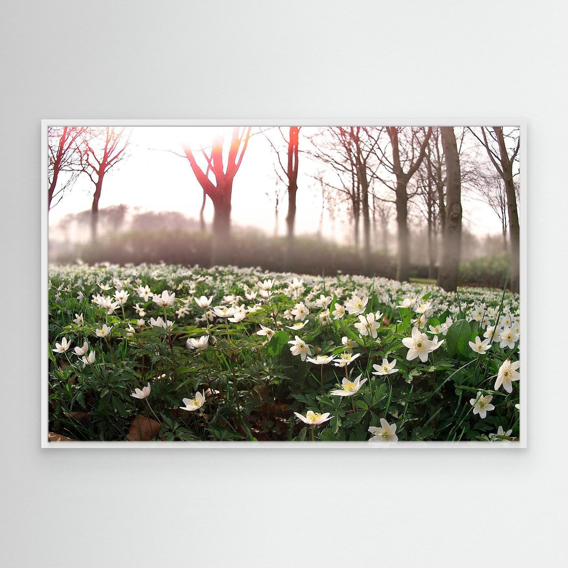 Windflower I
