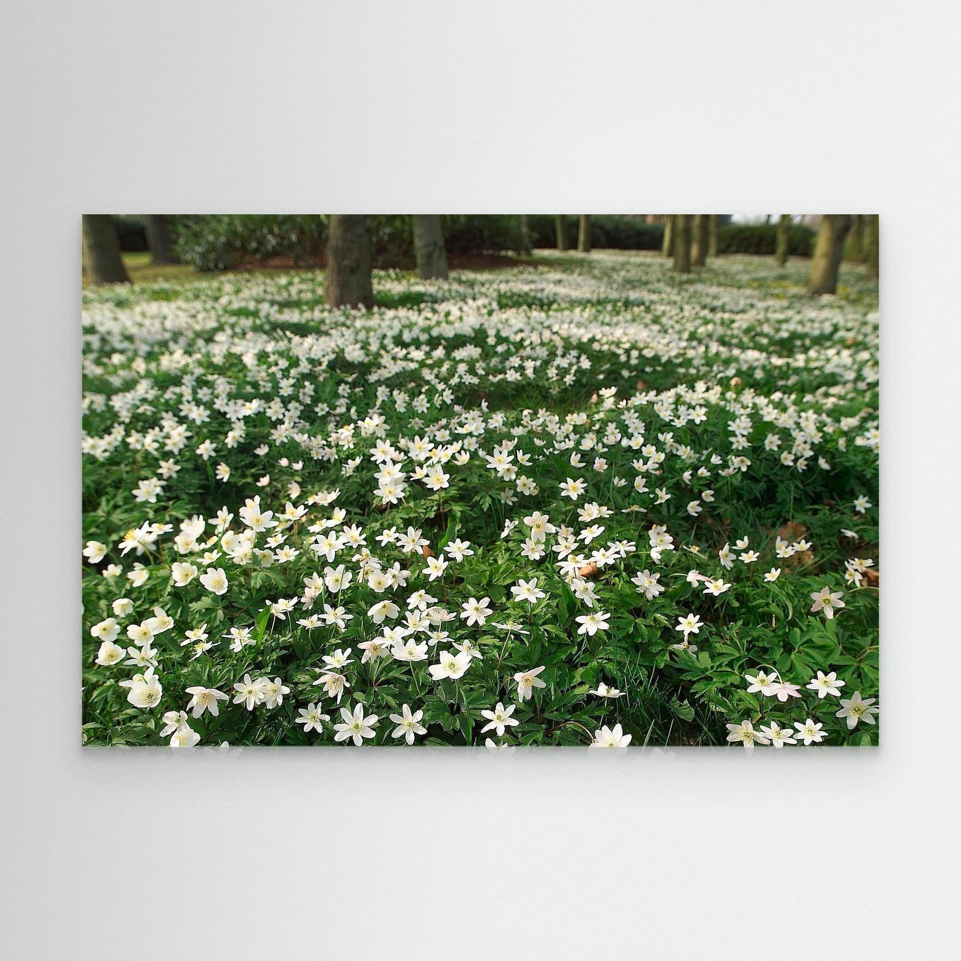 Windflower II