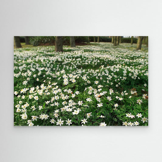 Windflower II