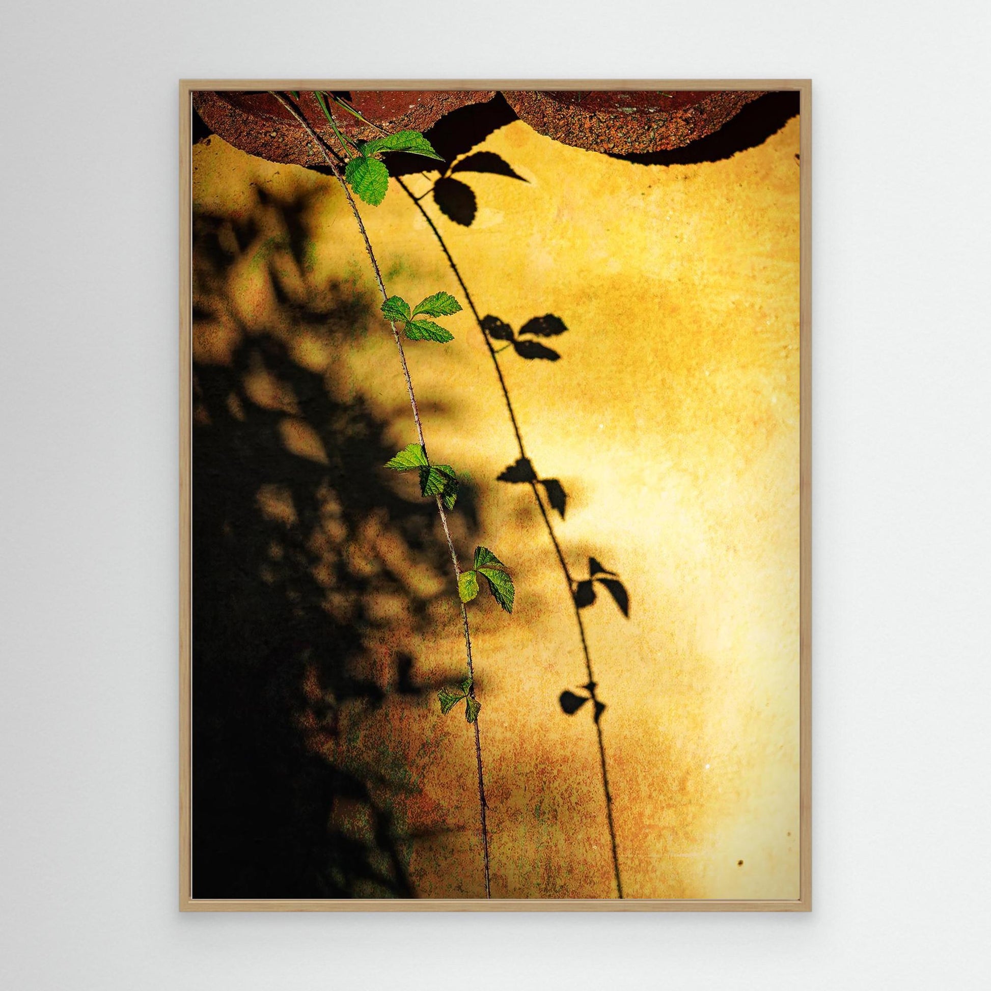 Afternoon Shadows