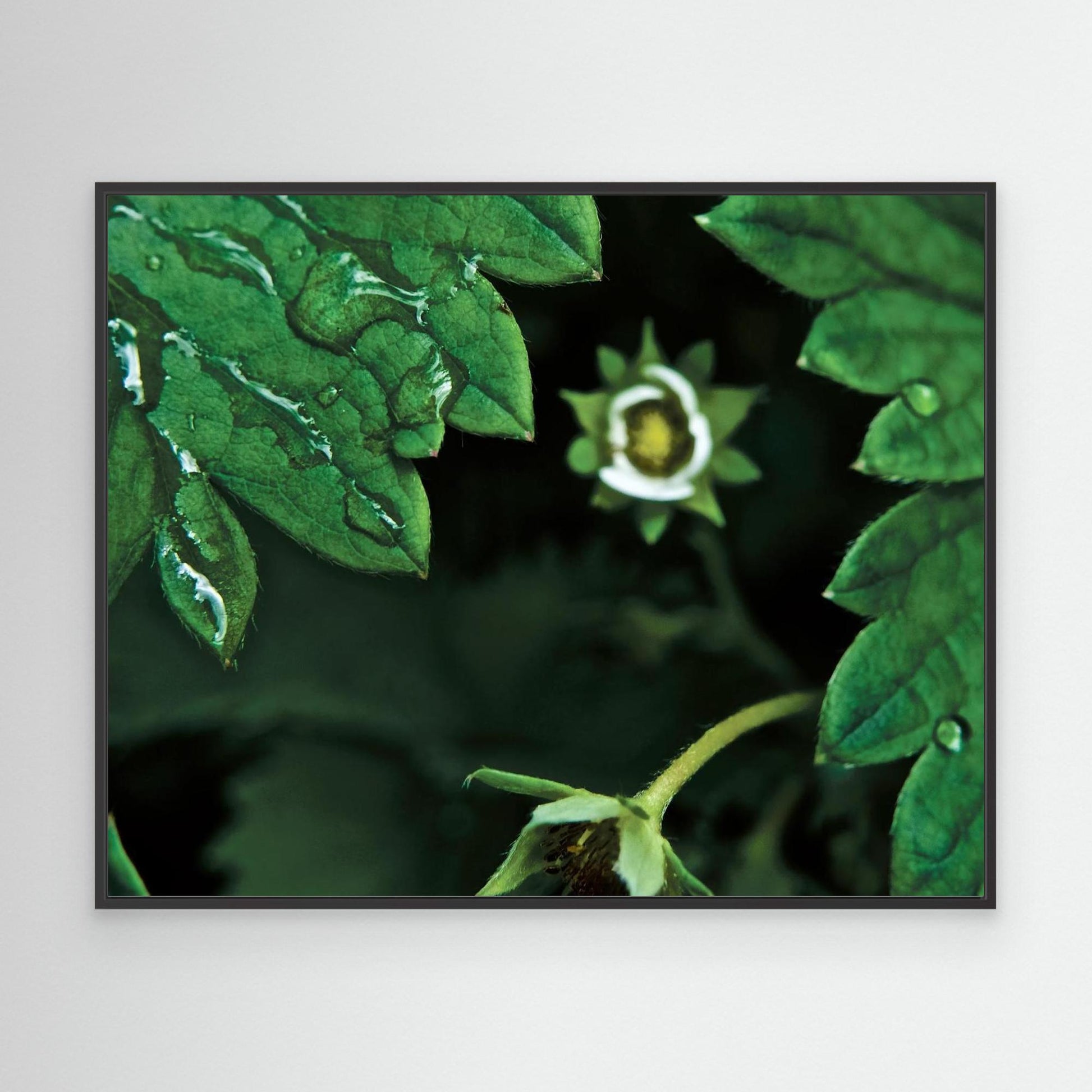 Jordbærblomst