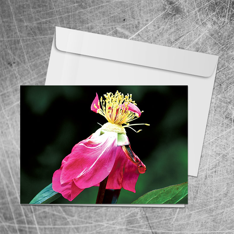 After the Storm⎜Art Card