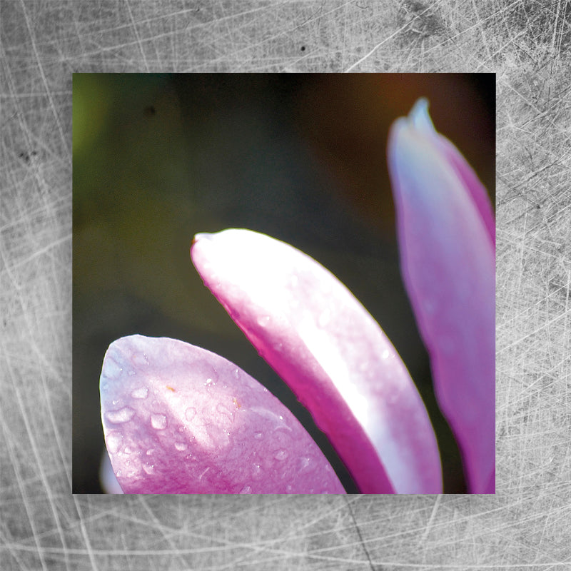 Petals⎜Canvas print