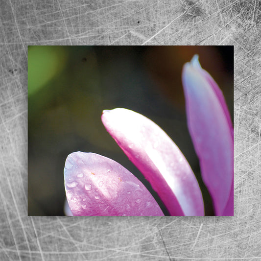 Petals⎜Canvas print